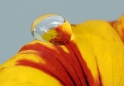 Tropfen_DDC7633 Kopie